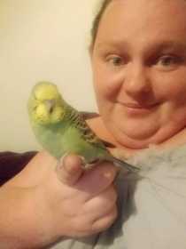 Lost Budgerigar