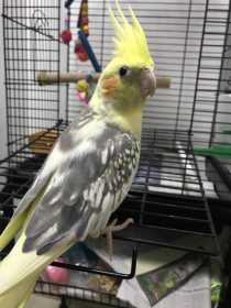 Lost Cockatiel