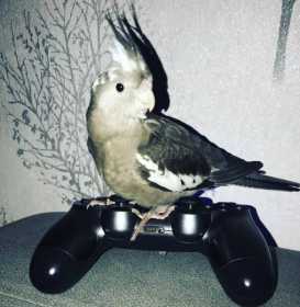 Lost Cockatiel