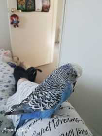 Lost Budgerigar