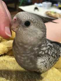 Lost Cockatiel