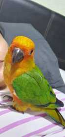 Lost Conure