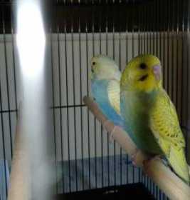 Lost Budgerigar