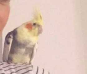 Lost Cockatiel