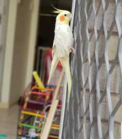 Lost Cockatiel