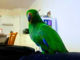 Lost Eclectus