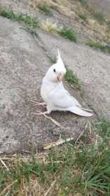 Lost Cockatiel