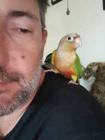 Lost Conure