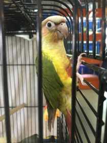 Lost Conure