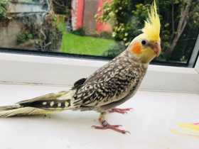 Lost Cockatiel