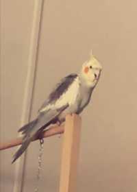 Lost Cockatiel