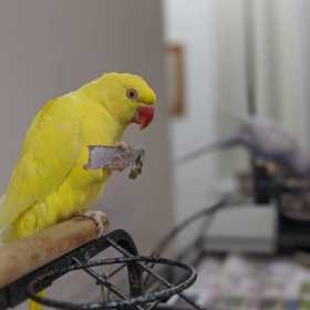 Lost Indian Ringneck Parakeet