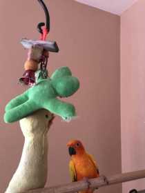 Lost Conure