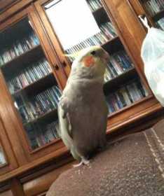 Lost Cockatiel
