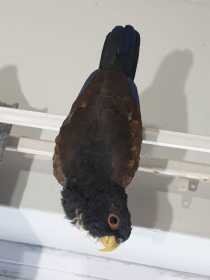 Lost Pionus