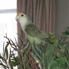 Lost Lovebird