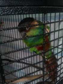 Lost Conure