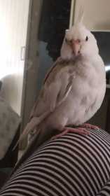 Lost Cockatiel