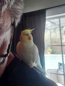 Lost Cockatiel