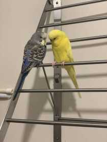 Lost Budgerigar