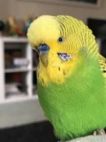 Lost Budgerigar