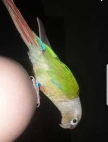 Lost Conure