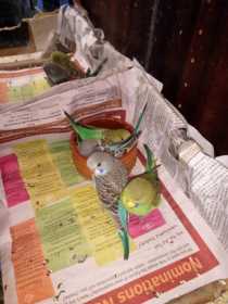 Lost Budgerigar