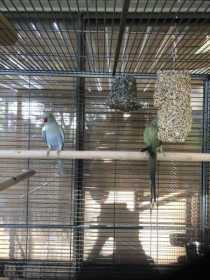 Lost African Ringneck Parakeet