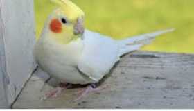 Lost Cockatiel