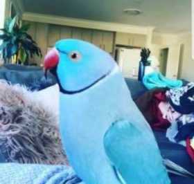 Lost Indian Ringneck Parakeet