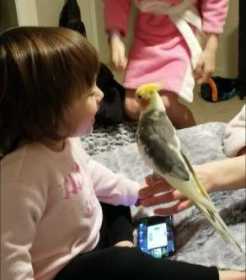 Lost Cockatiel