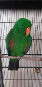 Lost Eclectus