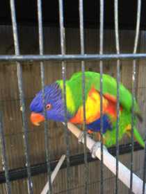 Lost Lory / Lorikeet