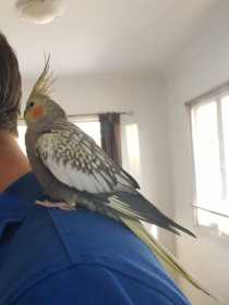 Lost Cockatiel