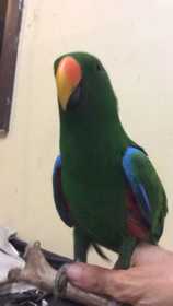 Lost Eclectus