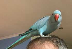 Lost Indian Ringneck Parakeet