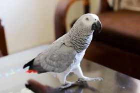 Lost African Grey