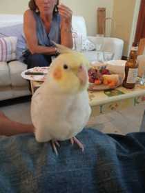 Lost Cockatiel