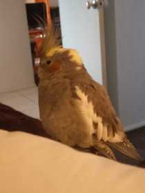 Lost Cockatiel