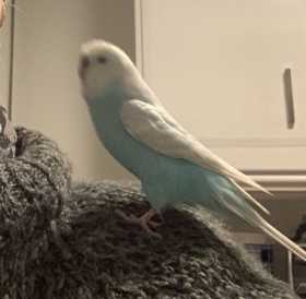 Lost Budgerigar