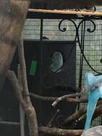 Lost African Ringneck Parakeet