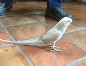 Lost Indian Ringneck Parakeet