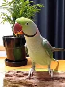 Lost Alexandrine