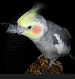 Lost Cockatiel