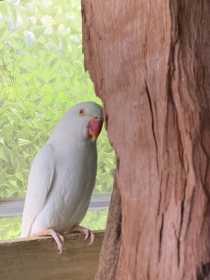 Lost Indian Ringneck Parakeet