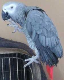 Lost African Grey