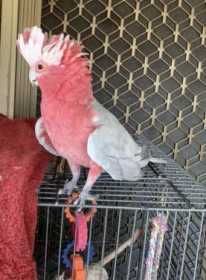 Lost Galah Cockatoo