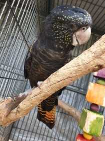 Lost Black Cockatoo