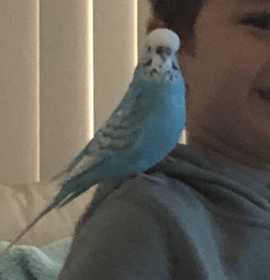 Lost Budgerigar