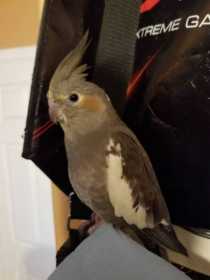 Lost Cockatiel